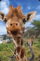 Opakowanie Mini kartka 3D Żyrafa