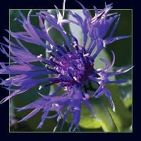 Opakowanie Pocztówka 3D Chaber