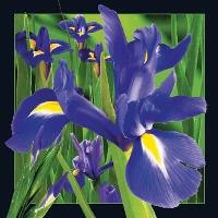 Opakowanie Pocztówka 3D Irys