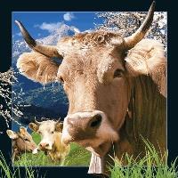 Opakowanie Pocztówka 3D Szwajcarska krowa
