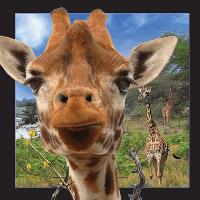 Opakowanie Pocztówka 3D Żyrafa