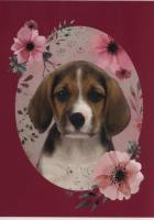 Zeszyt A5 w kratkę 16 kartek Piesek 5 sztuk. Wydawca: Paso. SmakLiter.pl Opakowanie Zeszyt A5 w kratkę 16 kartek Piesek 5 sztuk