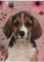 Zeszyt A5 w trzy linie kolorowe 16 kartek Piesek 5 sztuk. Wydawca: Paso. SmakLiter.pl Opakowanie Zeszyt A5 w trzy linie kolorowe 16 kartek Piesek 5 sztuk