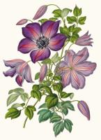 Opakowanie Karnet B6 z kopertą Clematis Viticella Venosa