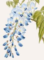 Opakowanie Karnet B6 z kopertą Wisteria