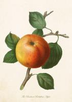 Opakowanie Karnet ST305 B6 + koperta Jabłoń