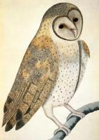 Opakowanie Karnet B6 z kopertą Owl