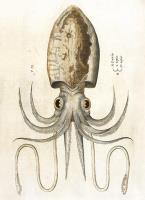 Opakowanie Karnet B6 z kopertą Squid