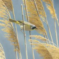 Opakowanie Karnet kwadrat z kopertą Lightswept Common