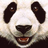 Opakowanie Karnet kwadrat z kopertą Panda