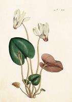 Opakowanie Karnet ST286 B6 + koperta Cyklamen