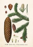 Opakowanie Karnet ST303 B6 + koperta Świerk pospolity