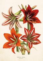 Opakowanie Karnet ST304 B6 + koperta Amarylis