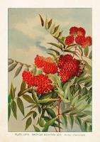 Opakowanie Karnet ST307 B6 + koperta Jarzębina