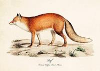 Opakowanie Karnet ST310 B6 + koperta Lis