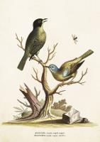 Opakowanie Karnet ST225 B6 + koperta Muchołówki na gałęzi