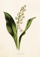 Opakowanie Karnet ST274 B6 + koperta Konwalia