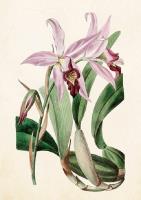 Opakowanie Karnet ST279 B6 + koperta Lilie