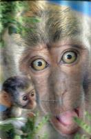 Opakowanie Minikartka 3D Makak