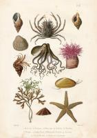 Opakowanie Karnet ST192 B6 + koperta Owoce morza