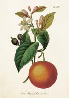 Opakowanie Karnet ST208 B6 + koperta Kwiat pomarańczy