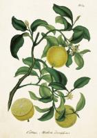 Opakowanie Karnet ST209 B6 + koperta Drzewko cytrynowe