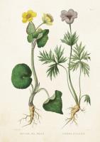 Opakowanie Karnet ST211 B6 + koperta Kaczeniec i sasanka