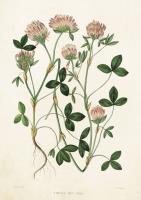 Opakowanie Karnet ST212 B6 + koperta Koniczyna