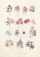 Opakowanie Karnet ST217 B6 + koperta Kwiat pomocnik