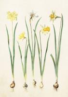 Opakowanie Karnet ST218 B6 + koperta Żonkile