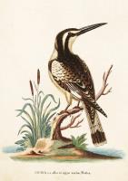 Opakowanie Karnet ST224 B6 + koperta Zimorodek