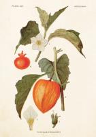 Opakowanie Karnet ST227 B6 + koperta Miechunka rozdęta