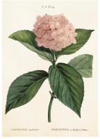 Opakowanie Karnet ST242 B6 + koperta Hortensja