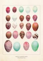 Opakowanie Karnet ST245 B6 + koperta Jajka ptaków