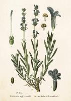 Opakowanie Karnet ST250 B6 + koperta Lawenda