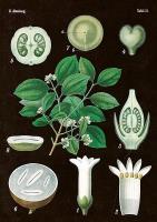 Opakowanie Karnet ST269 B6 + koperta Amelanchier