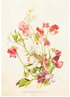 Opakowanie Karnet ST270 B6 + koperta Lwie paszcze