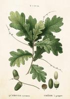 Opakowanie Karnet ST283 B6 + koperta Liść dębu