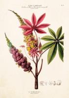 Opakowanie Karnet ST289 B6 + koperta Palma różowa