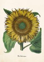 Opakowanie Karnet ST311 B6 + koperta Słonecznik