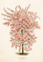 Opakowanie Karnet ST313 B6 + koperta Jabłoń kwiecista