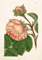 Opakowanie Karnet ST316 B6 + koperta Róża stulistna