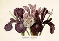 Opakowanie Karnet ST318 B6 + koperta Irysy