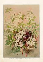 Opakowanie Karnet ST321 B6 + koperta Azalia