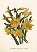 Opakowanie Karnet ST322 B6 + koperta Narcyze