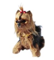 Opakowanie Interaktywny piesek - York