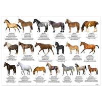Opakowanie Podkład oklejany edukacyjny konie DERFORM