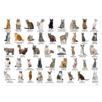 Opakowanie Podkład oklejany edukacyjny koty DERFORM