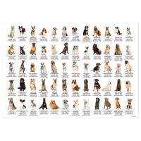 Opakowanie Podkład oklejany edukacyjny psy DERFORM