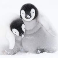 Opakowanie Karnet kwadrat z kopertą A pair of Emperor Penguin chicks